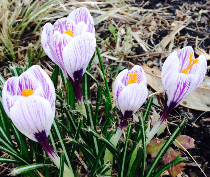 crocus 1