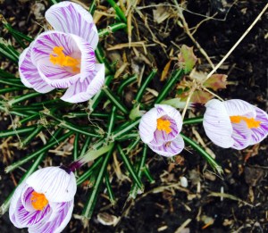 crocus 2