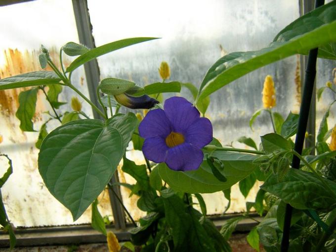 Buff Erie Co Bot Gardens.