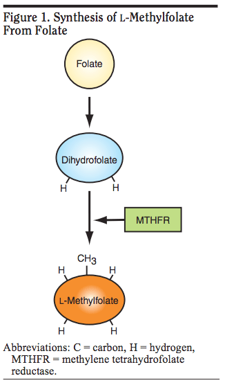 SYNTHESIS of Folate.png