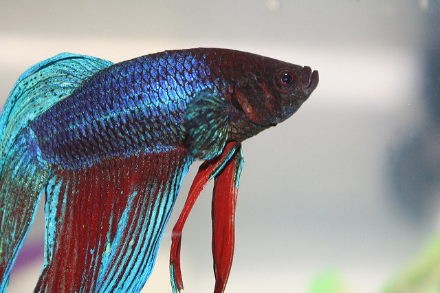 Siamese Fighting Fish