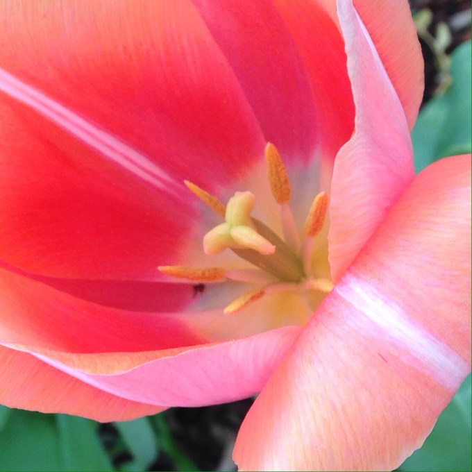 Tulip
