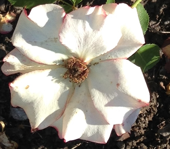 IMG_3245 - Version 2