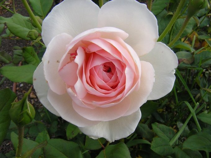 pink rose